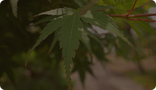 初参り