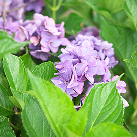 紫陽花