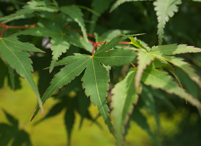 青紅葉