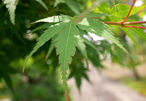 初参り