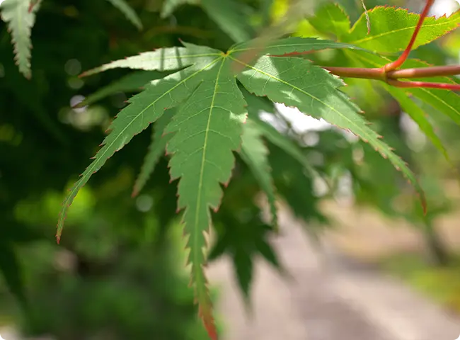 初参り