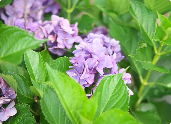 紫陽花
